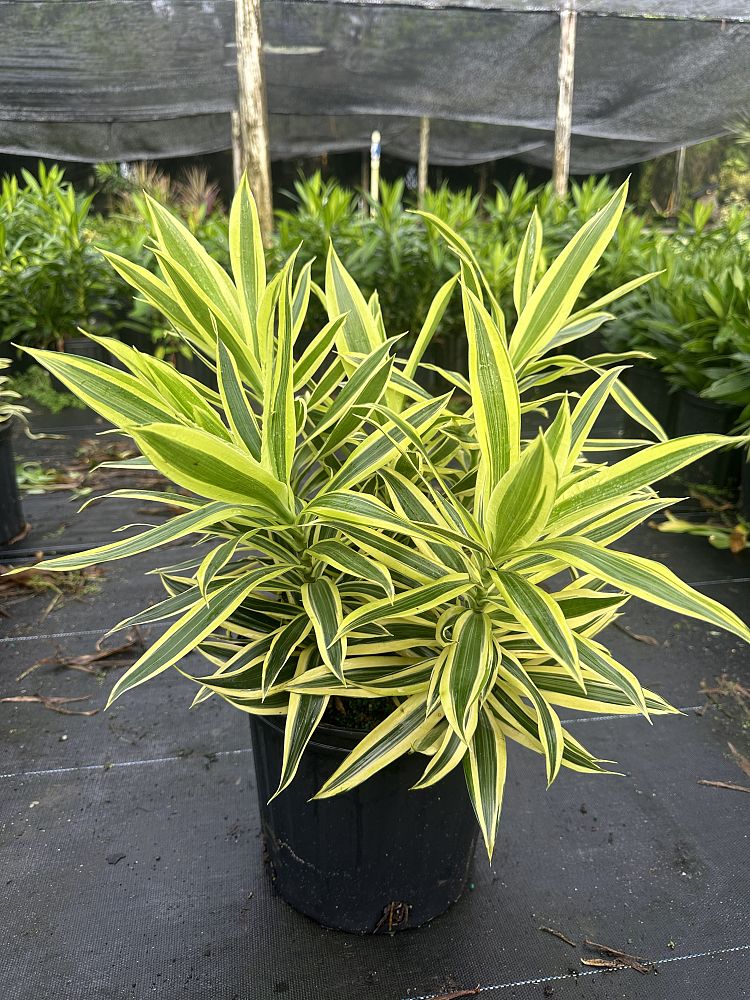 dracaena-reflexa-song-of-india-pleomele-dracaena-reflexa-variegata
