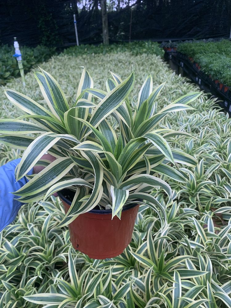 dracaena-reflexa-song-of-india-pleomele-dracaena-reflexa-variegata