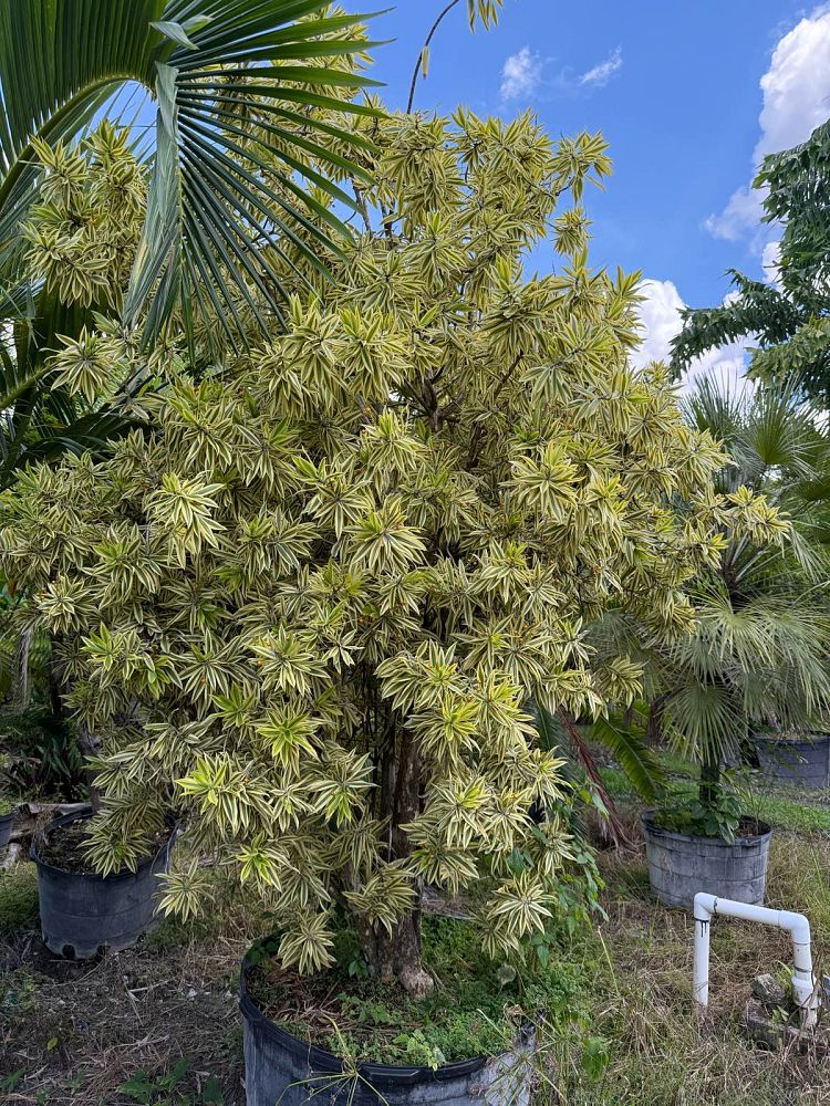 dracaena-reflexa-song-of-india-pleomele-dracaena-reflexa-variegata