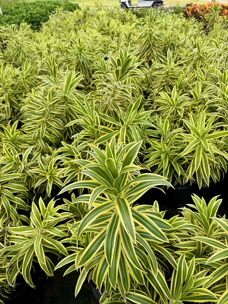 dracaena-reflexa-song-of-india-pleomele-dracaena-reflexa-variegata