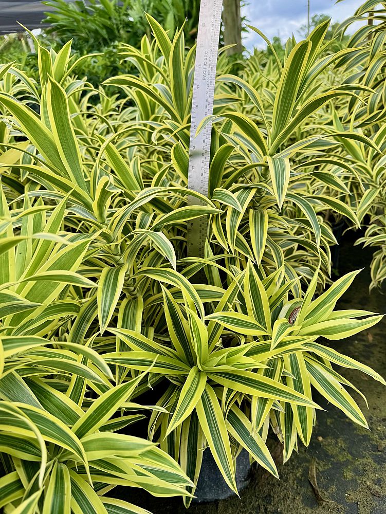 dracaena-reflexa-song-of-india-pleomele-dracaena-reflexa-variegata