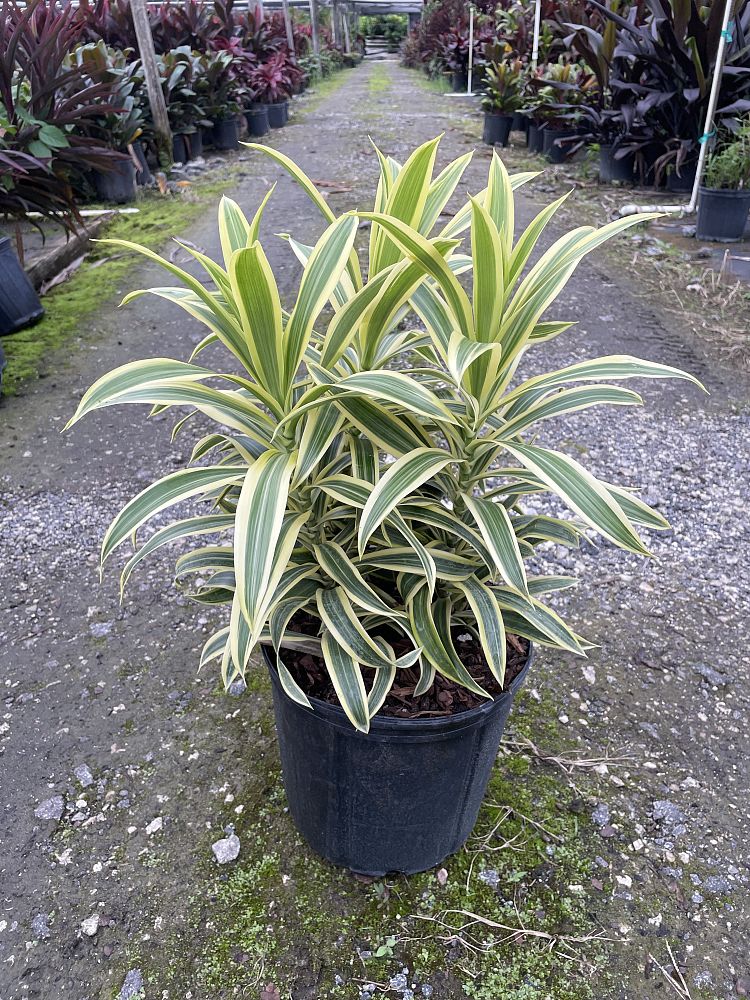dracaena-reflexa-song-of-india-pleomele-dracaena-reflexa-variegata