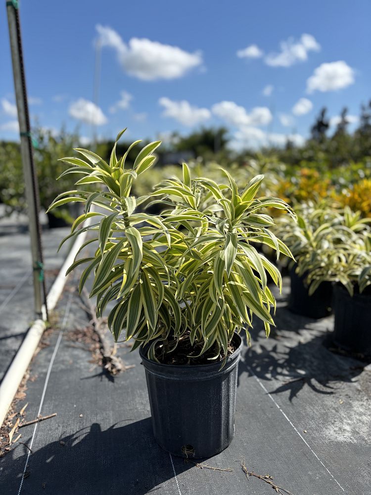 dracaena-reflexa-song-of-india-pleomele-dracaena-reflexa-variegata