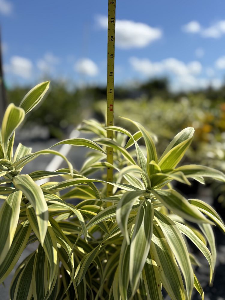 dracaena-reflexa-song-of-india-pleomele-dracaena-reflexa-variegata