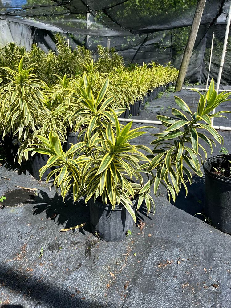 dracaena-reflexa-song-of-india-pleomele-dracaena-reflexa-variegata