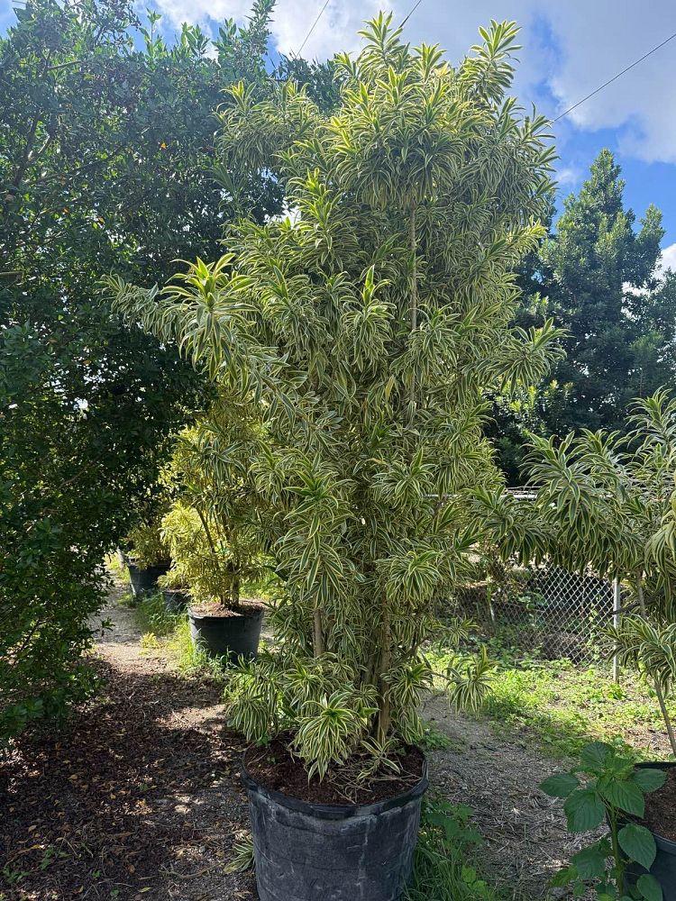 dracaena-reflexa-song-of-india-pleomele-dracaena-reflexa-variegata