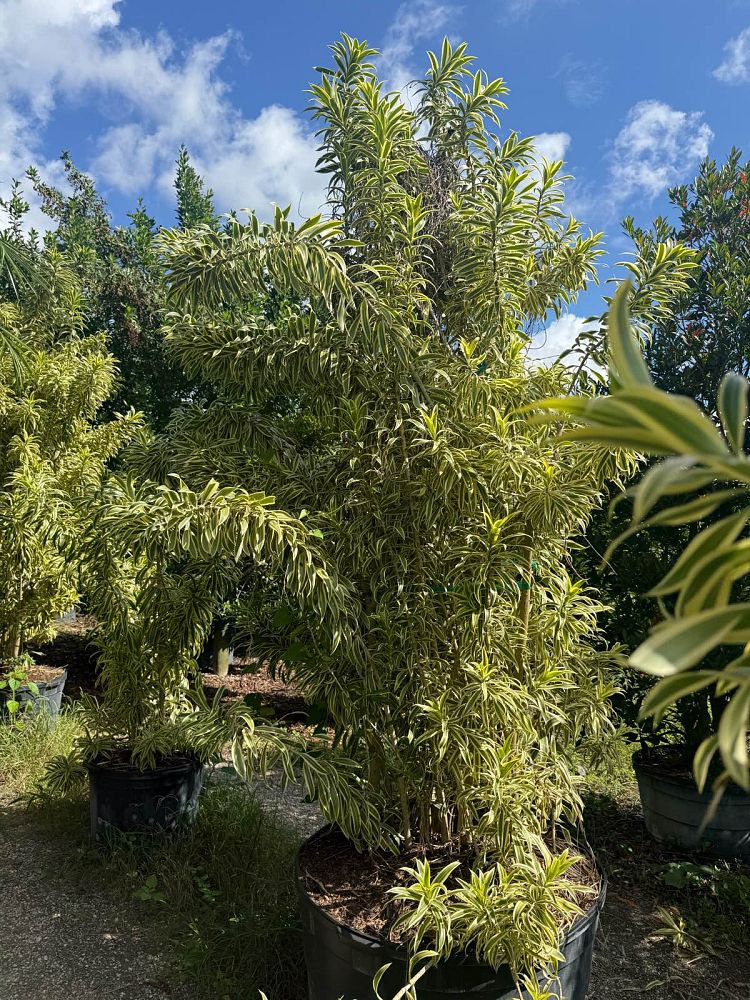 dracaena-reflexa-song-of-india-pleomele-dracaena-reflexa-variegata