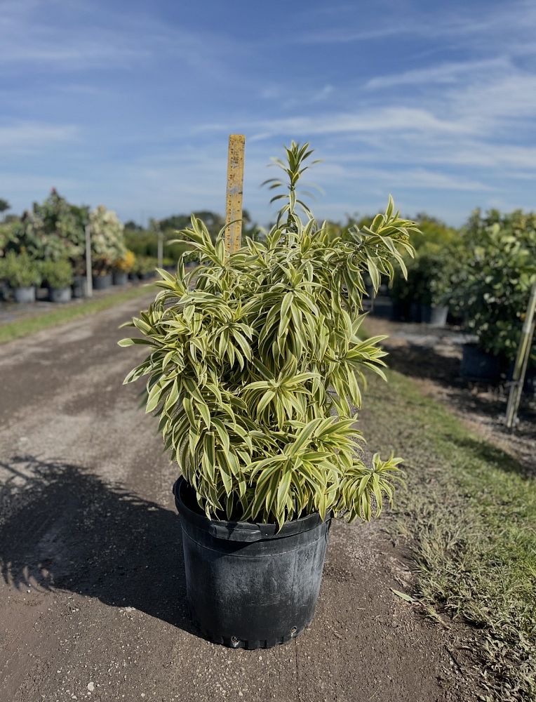 dracaena-reflexa-song-of-india-pleomele-dracaena-reflexa-variegata