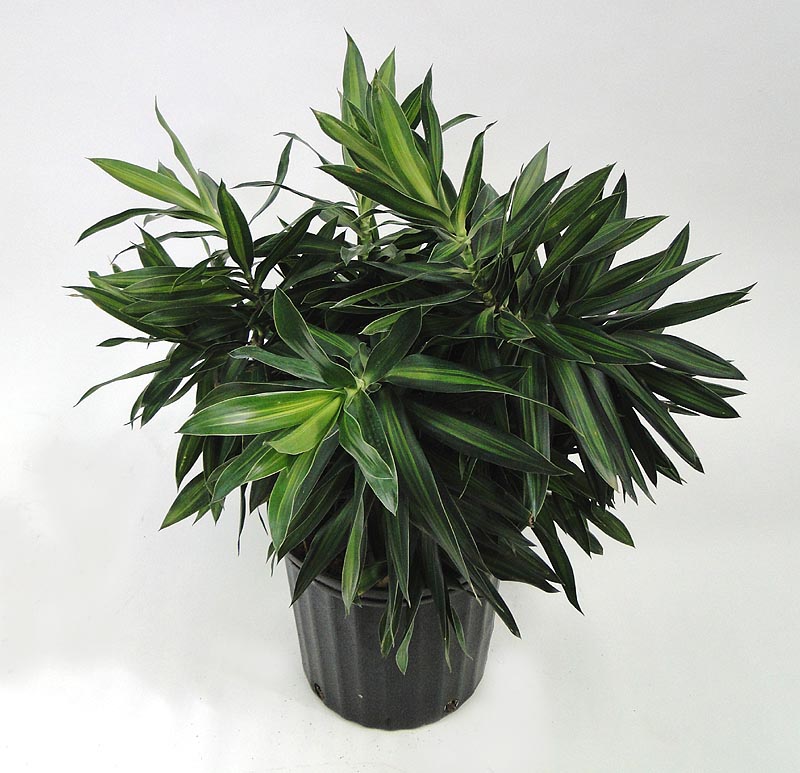 dracaena-reflexa-song-of-jamaica-pleomele
