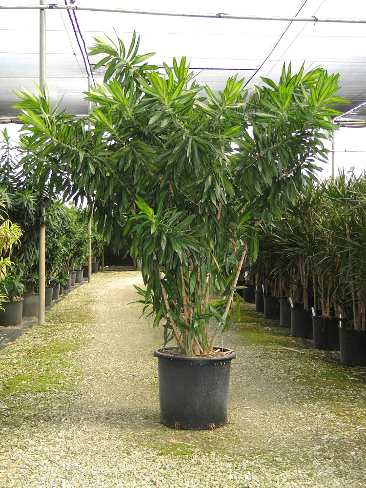 dracaena-reflexa-song-of-jamaica-pleomele