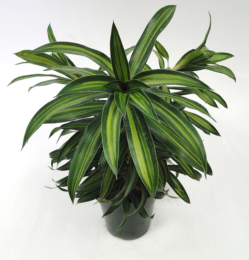 dracaena-reflexa-song-of-jamaica-pleomele