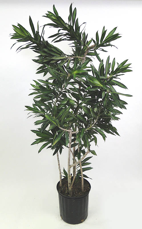 dracaena-reflexa-song-of-jamaica-pleomele