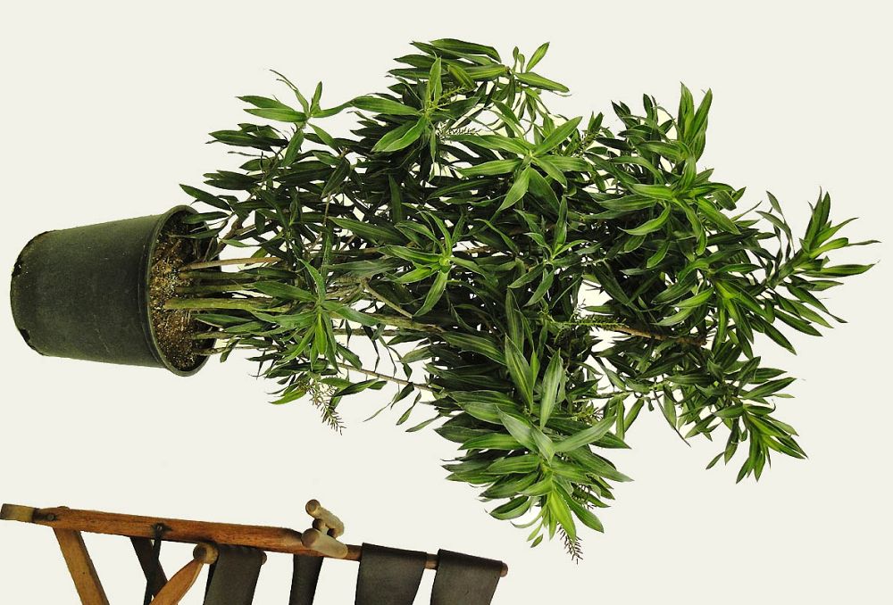 dracaena-reflexa-song-of-jamaica-pleomele