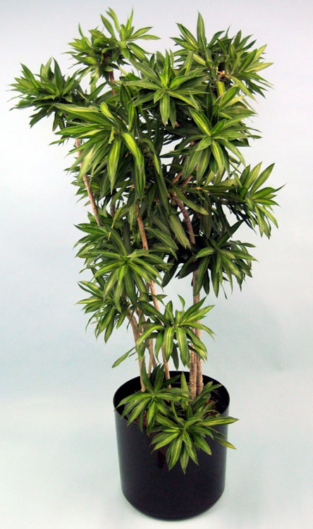 dracaena-reflexa-song-of-jamaica-pleomele