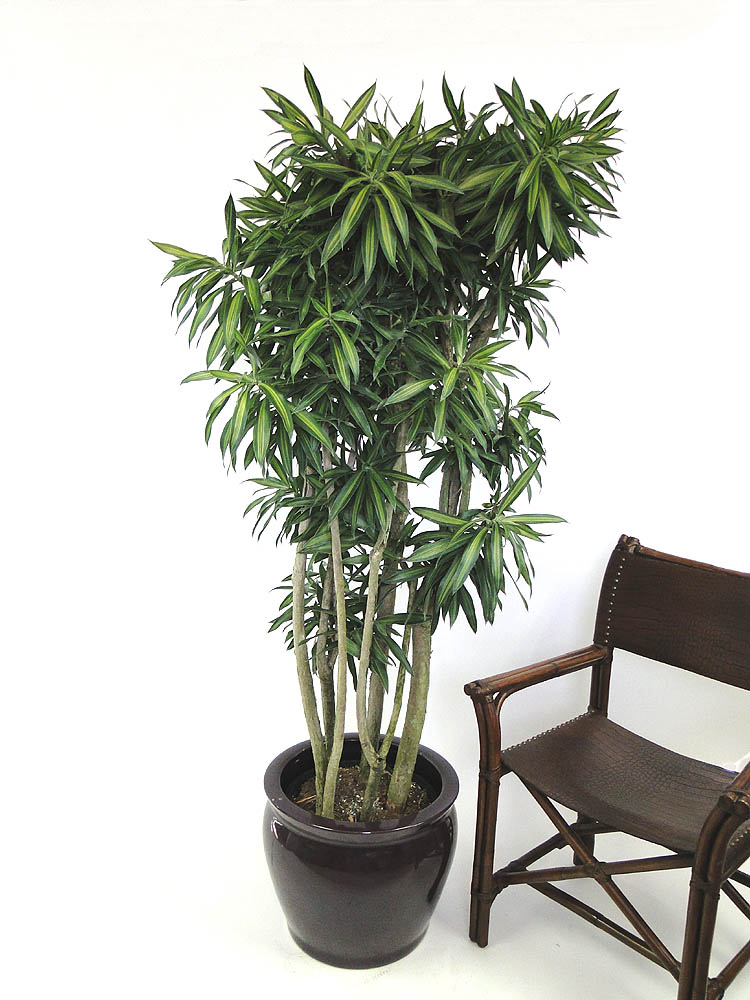 dracaena-reflexa-song-of-jamaica-pleomele