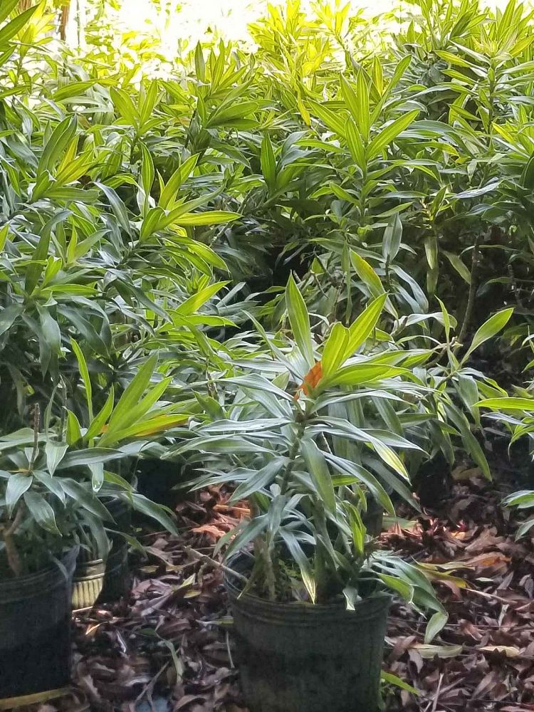 dracaena-reflexa-song-of-jamaica-pleomele
