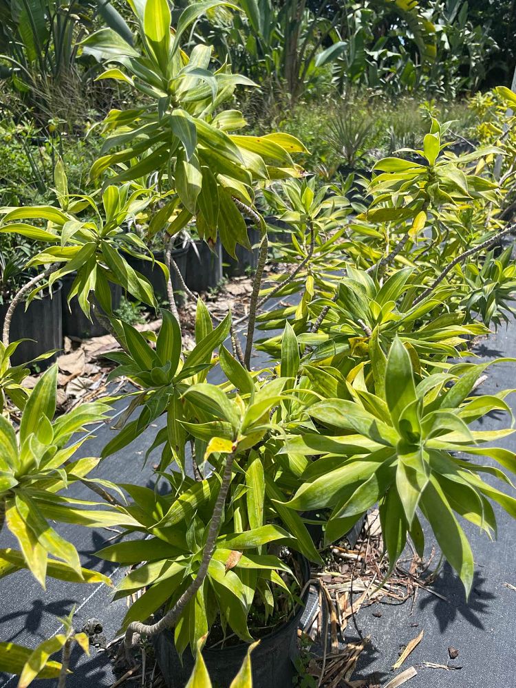 dracaena-reflexa-song-of-jamaica-pleomele