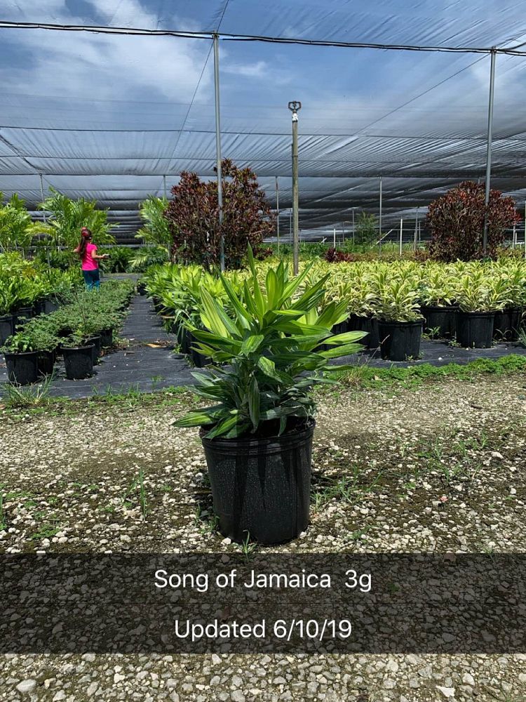 dracaena-reflexa-song-of-jamaica-pleomele