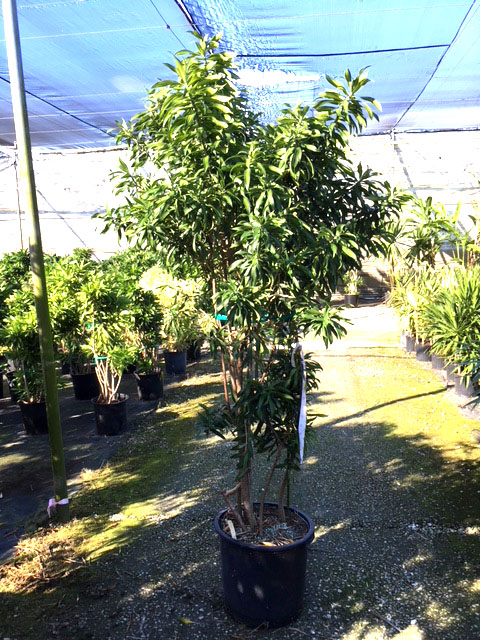 dracaena-reflexa-song-of-jamaica-pleomele