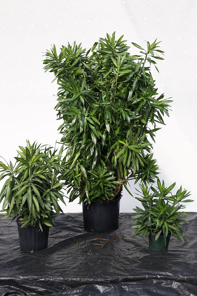 dracaena-reflexa-song-of-jamaica-pleomele