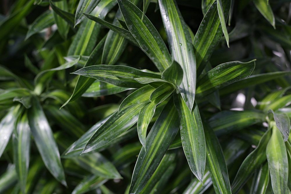 dracaena-reflexa-song-of-jamaica-pleomele