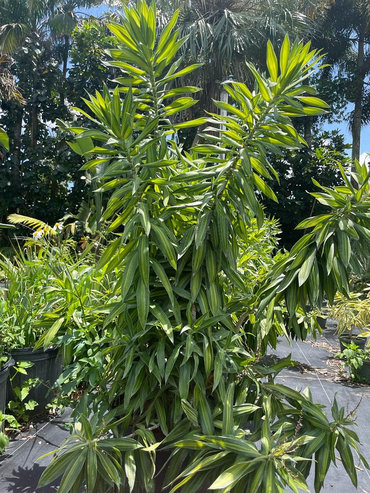 dracaena-reflexa-song-of-jamaica-pleomele