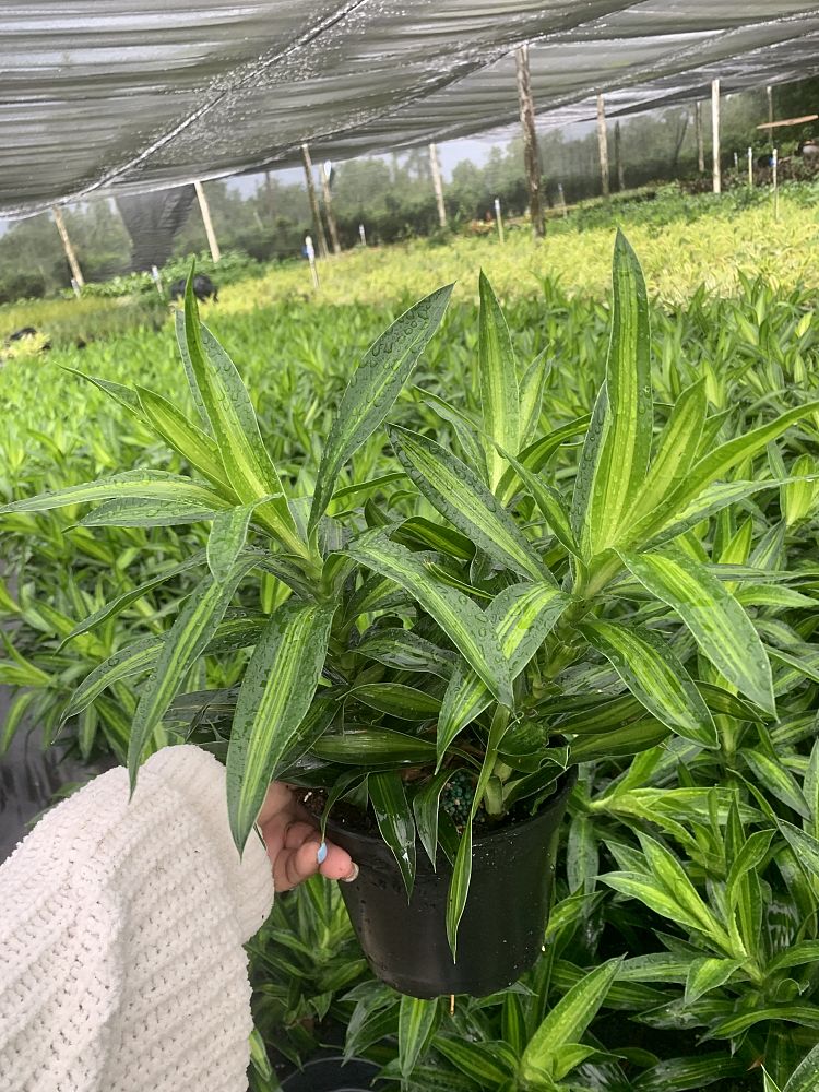 dracaena-reflexa-song-of-jamaica-pleomele