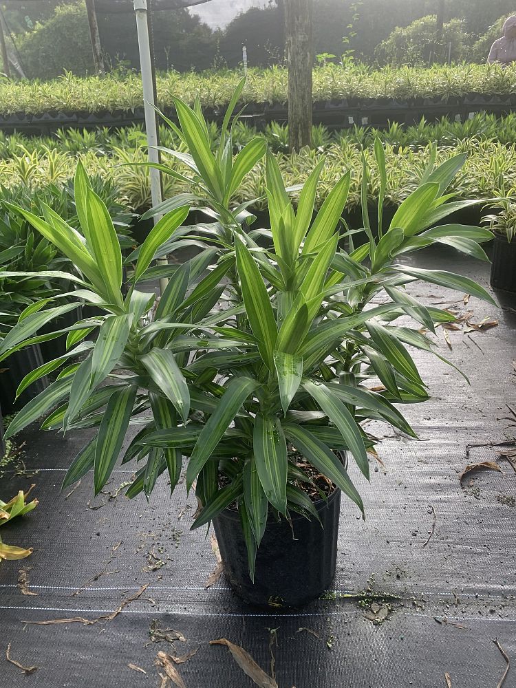 dracaena-reflexa-song-of-jamaica-pleomele