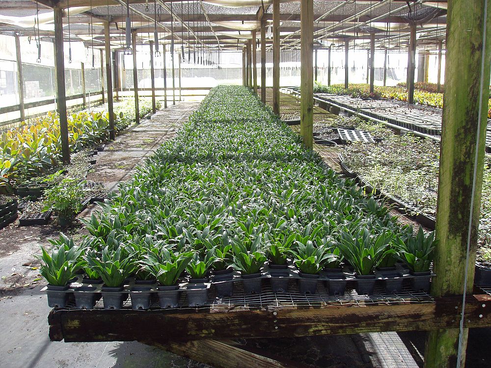 dracaena