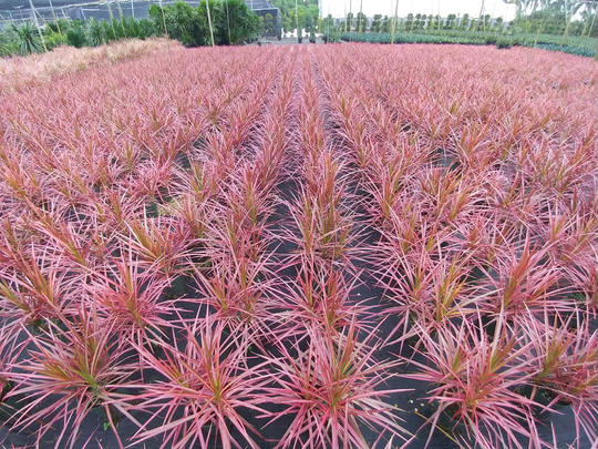 dracaena