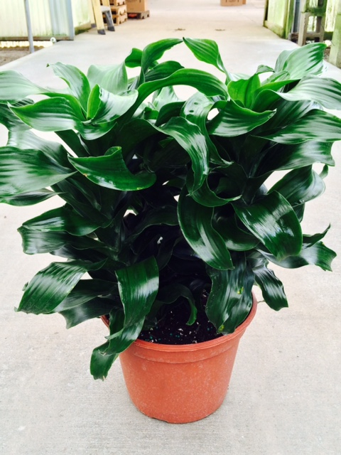 dracaena