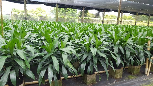 dracaena