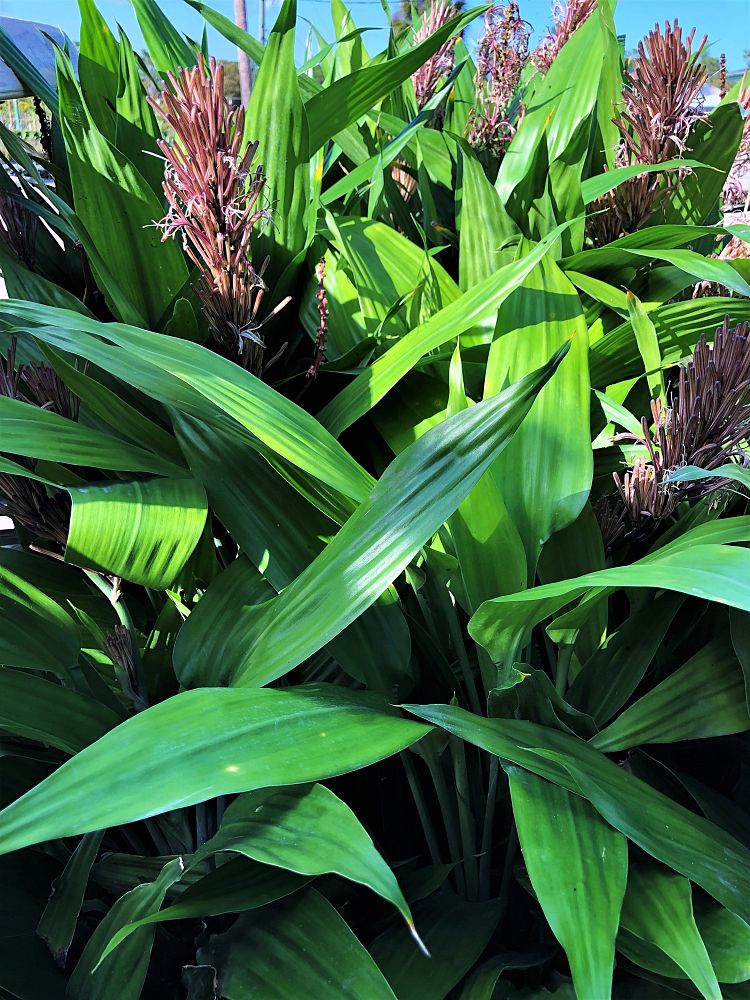 dracaena-thalioides-lance-dracaena-pleomele-thalioides