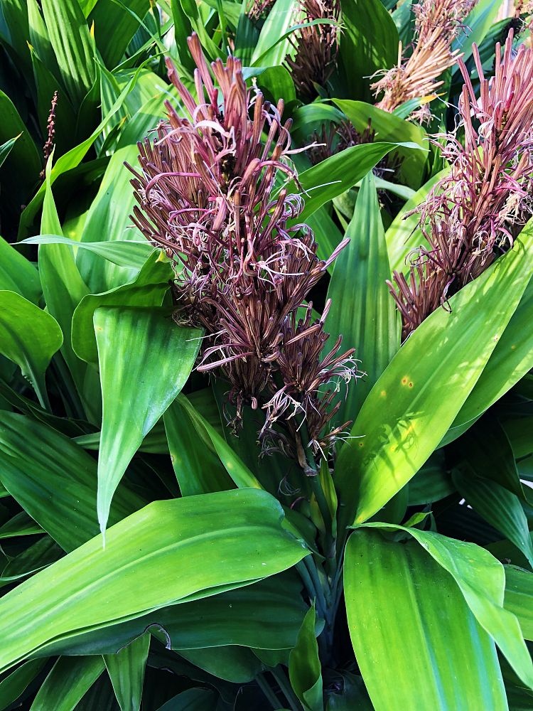 dracaena-thalioides-lance-dracaena-pleomele-thalioides
