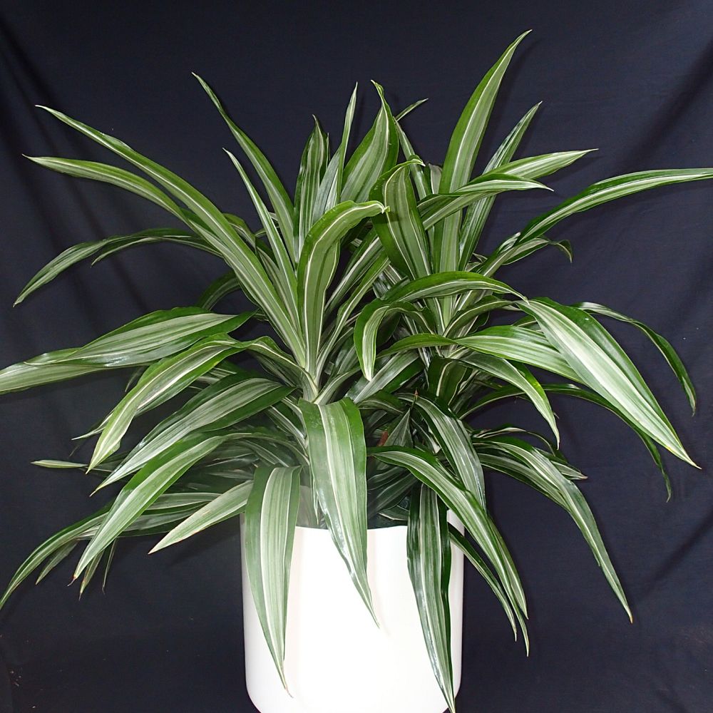 Пальма драцена. Цветок драцена маргината. Драцена массанжеана разветвленная. Драцена деременсис. Драцена цветок.