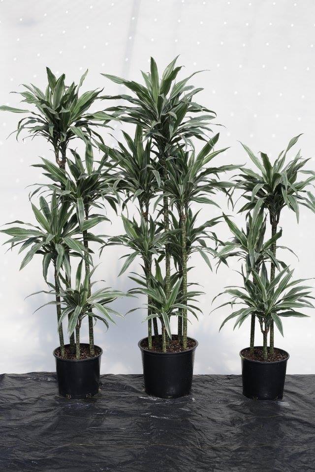 dracaena-ulysses