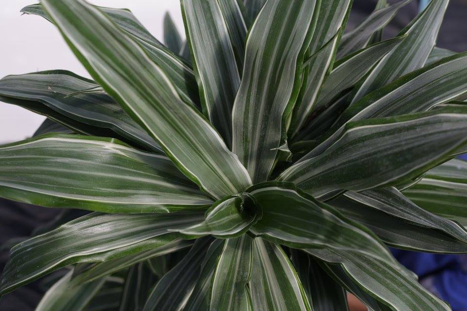 dracaena-ulysses