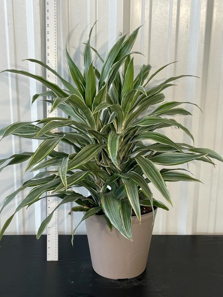 dracaena-warneckii