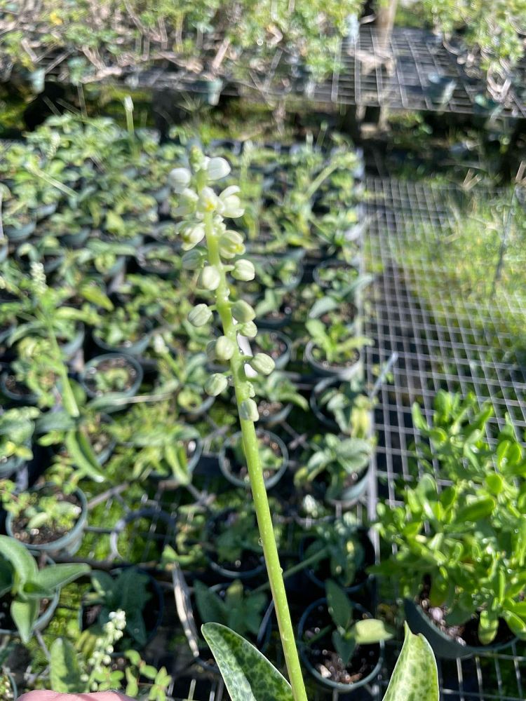drimiopsis-maculata-drimia-maculata