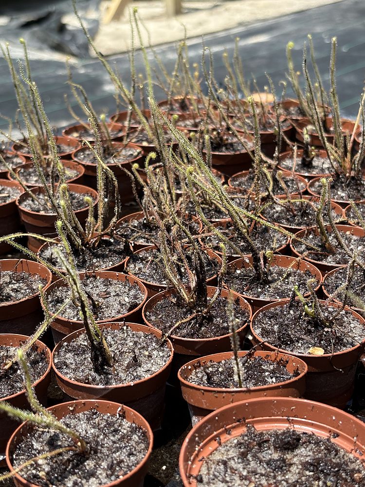 drosera-tracyi-tracy-s-sundew