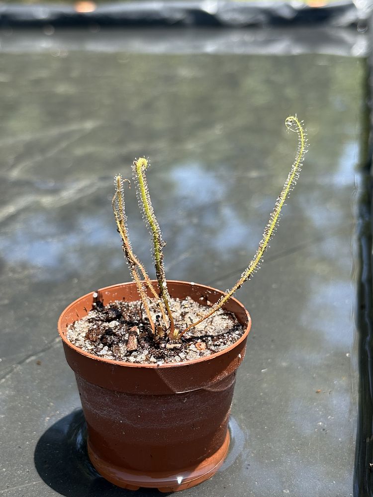 drosera-tracyi-tracy-s-sundew