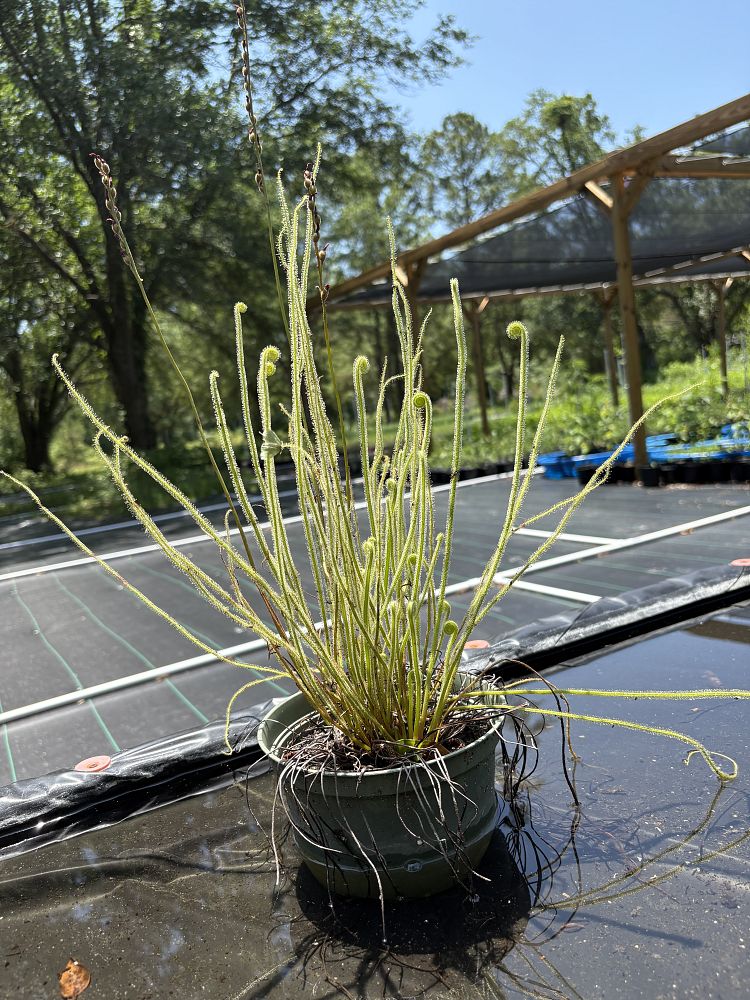 drosera-tracyi-tracy-s-sundew
