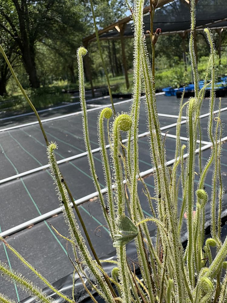 drosera-tracyi-tracy-s-sundew