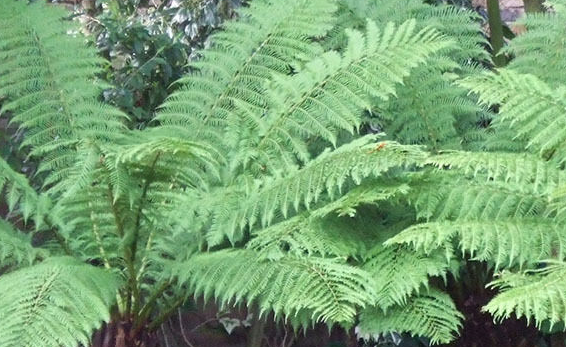 dryopteris-celsa-log-fern