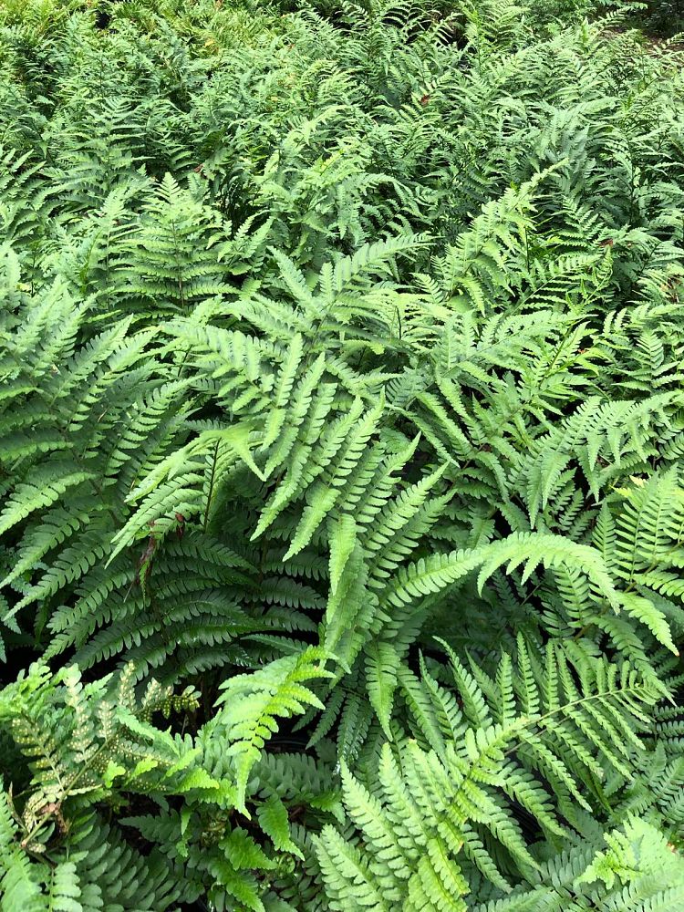 dryopteris-celsa-log-fern