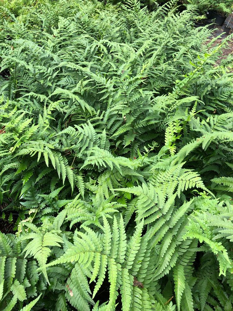 dryopteris-celsa-log-fern