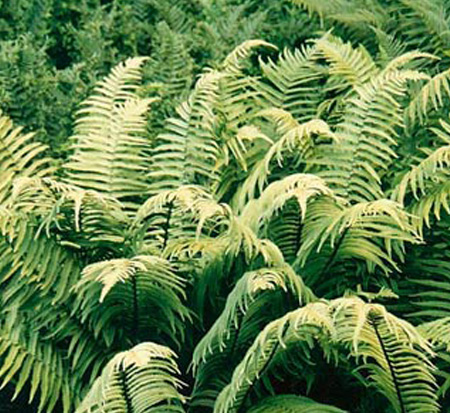 dryopteris-cycadina-shaggy-shield