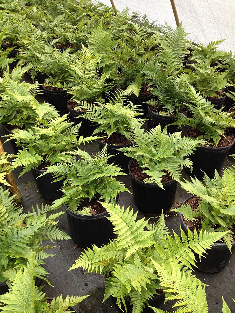 dryopteris-erythrosora-autumn-fern-japanese-wood-fern