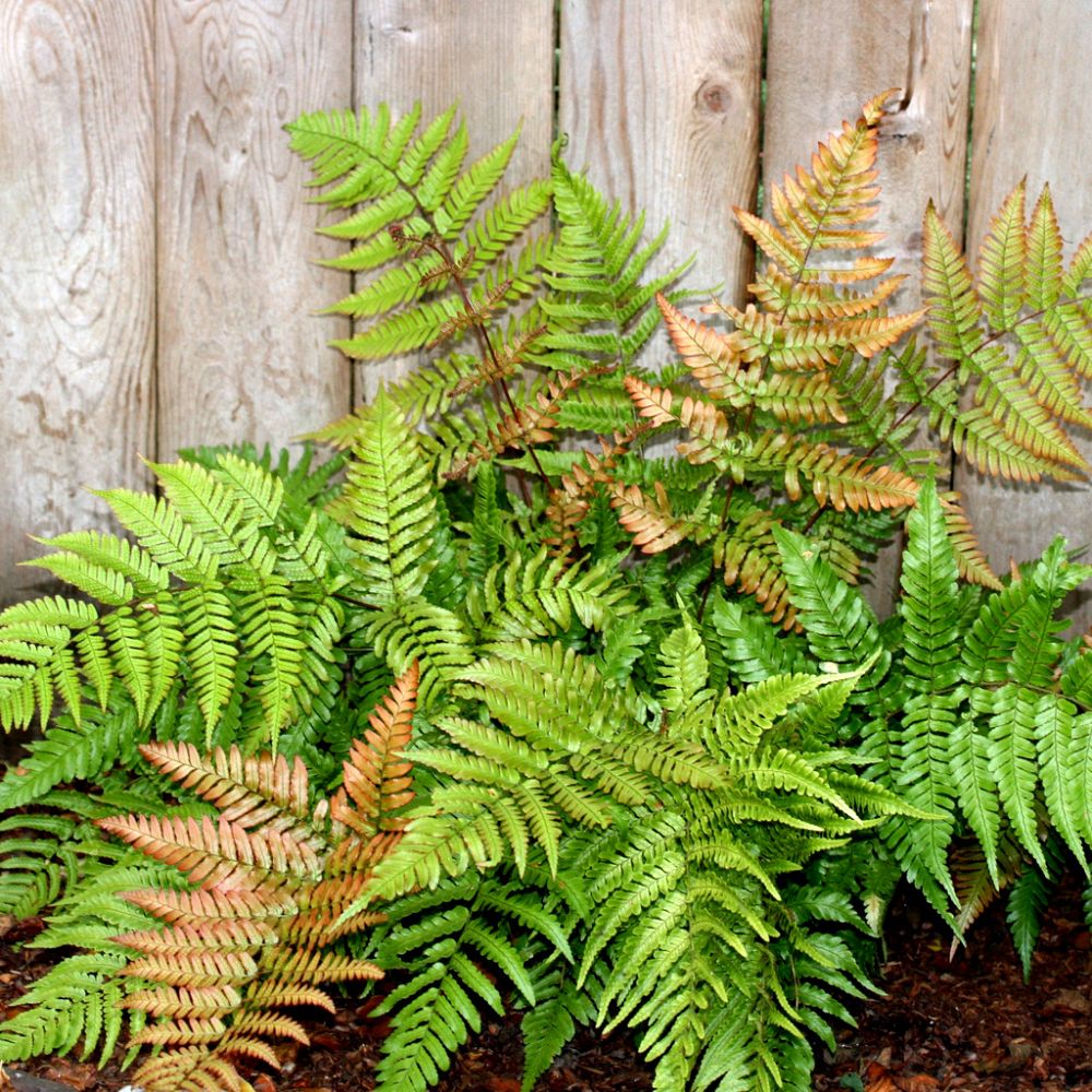 dryopteris-erythrosora-autumn-fern-japanese-wood-fern