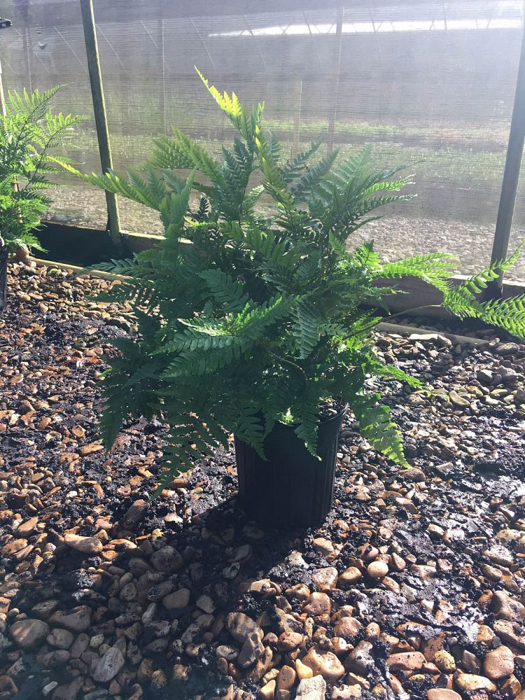 dryopteris-erythrosora-autumn-fern-japanese-wood-fern